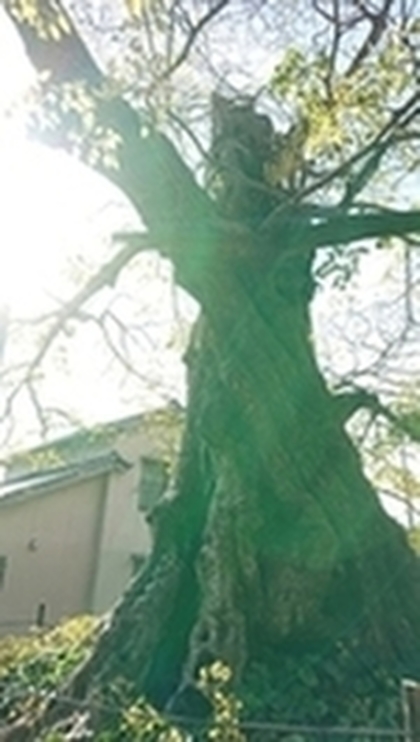 決めることの大切さ。
ブログチャレンジ100日！No.17